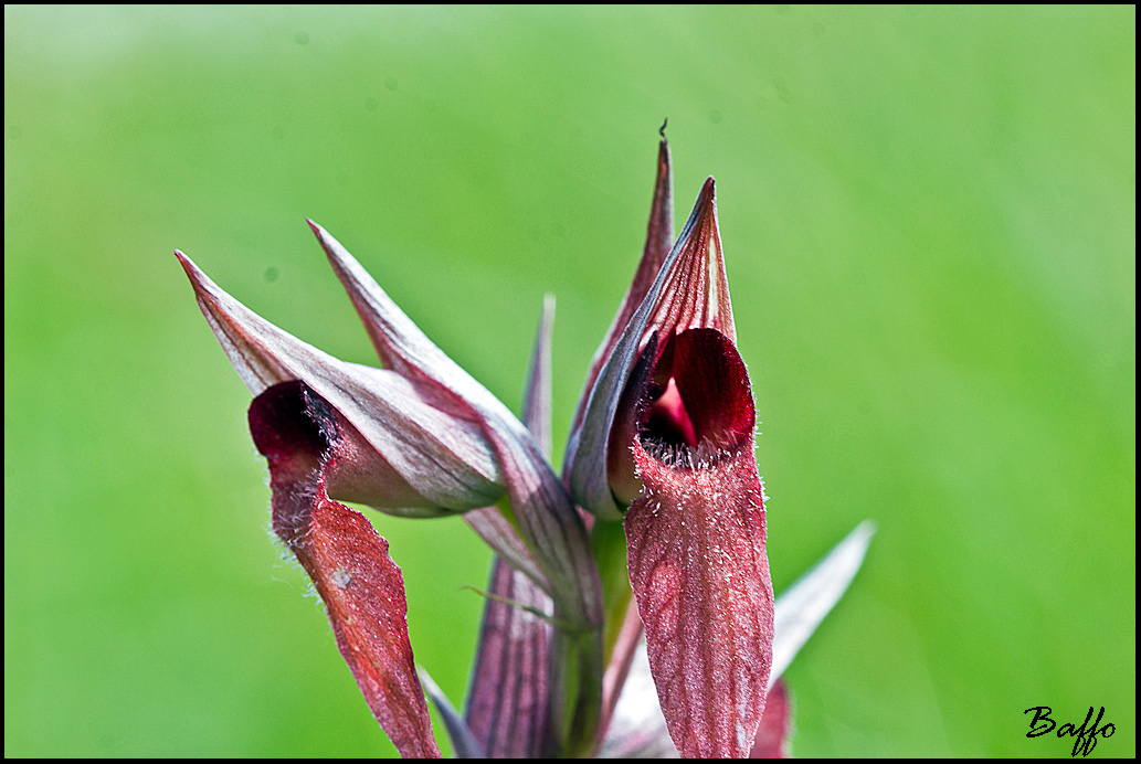 Serapias istriaca